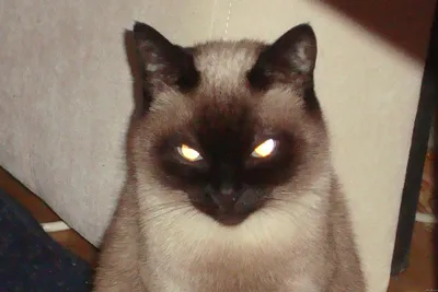 Злая кошка две недели держала в страхе семью из Биробиджана - EAOMedia.ru