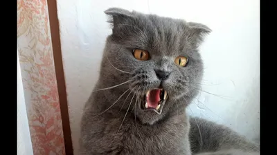 Злая Кошка Красивая Пушистая Кошка — стоковые фотографии и другие картинки  Глаз - Глаз, Глаз животного, Гнев - iStock