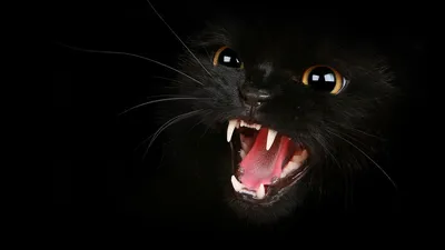 Самый Злой Кот в Сибири-Тихон. More Grumpy Cat Russia!!! - YouTube