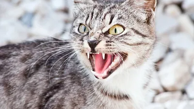 Купить Трафарет злая кошка (B919124) в Алматы по низкой цене 120 KZT.  Дешево! Все для аквагрима от Prizma. Трафареты для тату широкий ассортимент