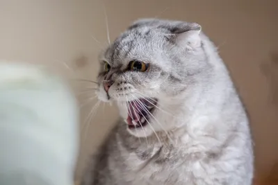 Смотрите, как выглядит самый злой кот в мире