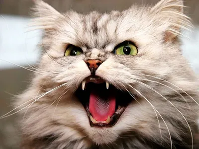 Злая персидская кошка. Stock Photo | Adobe Stock
