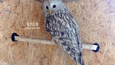 Картина на холсте (злая сова филин owl) 20x30 см/для интерьера/в комнату/на  стену/в подарок - купить по низкой цене в интернет-магазине OZON (754421607)