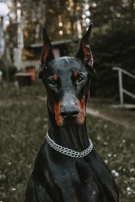 Angry Doberman\" Lightweight Hoodie for Sale by alexandrutarcan | Redbubble