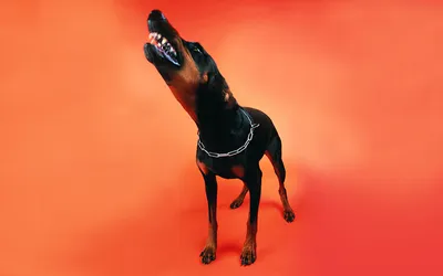 Doberman, angry, dog, HD phone wallpaper | Peakpx