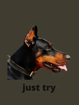 Draw This Again Meme: Angry Doberman by Spirit-Of-Alaska on DeviantArt