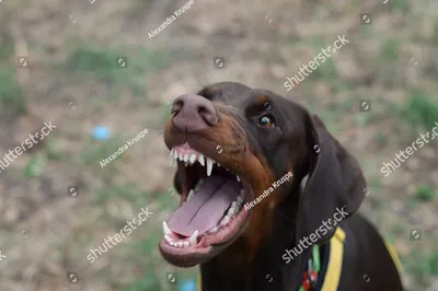 Doberman Pinscher Dog Barking At Camera High-Res Stock Photo - Getty Images