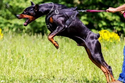 2 angry Doberman dogs charging - AI Generated Artwork - NightCafe Creator