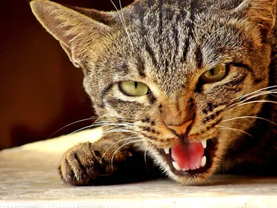 Самый злой кот Иркутска после счастливого спасения стал мемом - Лента  новостей Иркутска