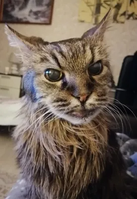 Замена Grumpy cat: Сеть покорила кошка со злой мордочкой (ФОТО): читать на  Golos.ua