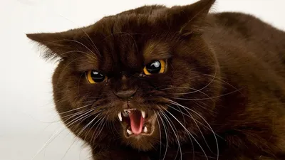 Скажем нет обнимашкам: 10 злых котов, которые всем своим видом показывают,  что их лучше не трогать