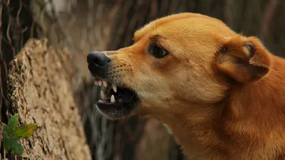 В Омске стая злых собак нападает на людей | 13.06.2019 | Омск - БезФормата