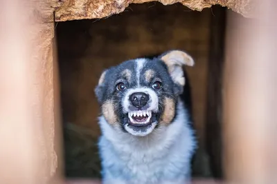 Картинки злых собак (56 фото) - 56 фото