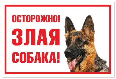 Регионам дадут право усыплять опасных собак: правительство одобрило закон -  Новости Сахалинской области - astv.ru