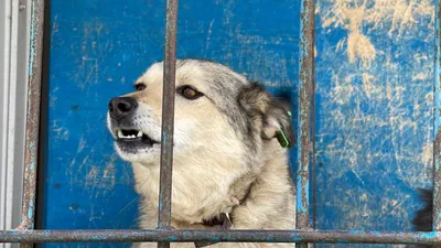 Глава Камчатки поручил разобраться с потоком жалоб на бездомных злых собак  | ОБЩЕСТВО | АиФ Камчатка