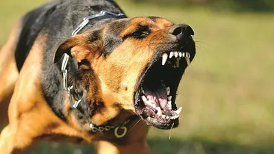 Барнаульцев терроризирует стая злых собак