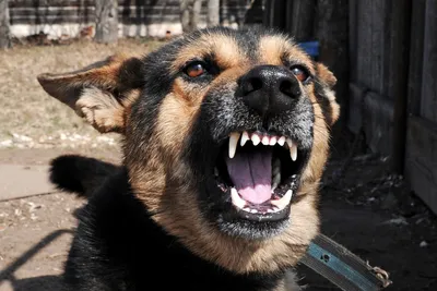 Жительница Косино предупреждает об опасности злых собак на Белом озере