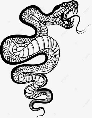 рисунок иллюстрация змеи на белом фоне PNG , рисунок змеи, рисунок крысы,  задний план PNG картинки и пнг рисунок для бесплатной загрузки