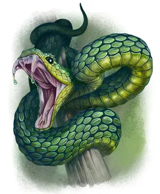 Змея иллюстрация - 38 фото