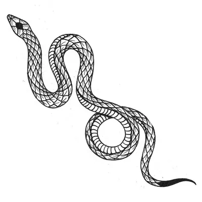 Самые красивые змеи. | Raijin Thunderkeg | Дзен
