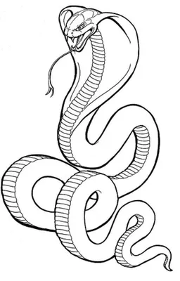 Иллюстрация Змеи Векторная Иллюстрация Рисованные Иллюстрации Для Принта  Футболки Ткани И Других Применений — стоковая векторная графика и другие  изображения на тему Змея - iStock