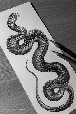 Эскиз тату змея | Snake tattoo design, Cobra tattoo, Snake drawing