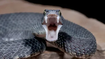 В Подмосковье нашествие ядовитых змей — они кусают детей. Как защититься |  РБК Life