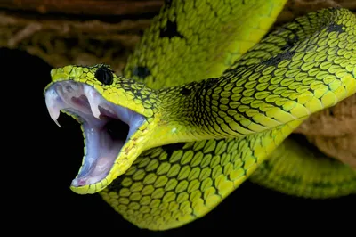 Змеи не только чувствуют вибрации, но и слышат звуки