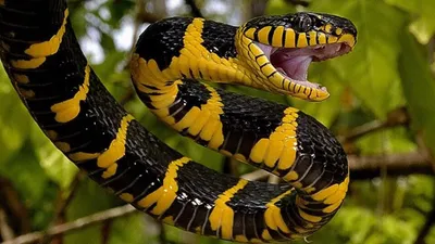 Мексиканская чёрная королевская змея | Биореактор | Дзен