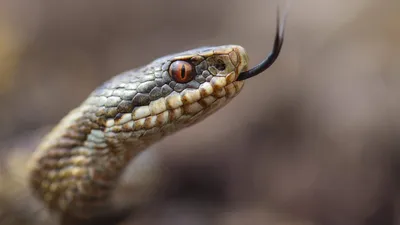 Вот гад: каких змей стоит бояться россиянам | Статьи | Известия