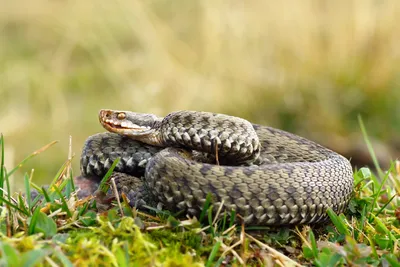 Змеи-убийцы могут помочь человеку справиться с болью - BBC News Русская  служба