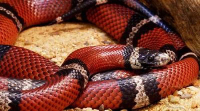 Что строго запрещено делать, если вас укусила змея? Инструкция для  волгоградцев