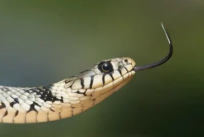 Как гремучие змеи выбирали яды и почему они трясут хвостами