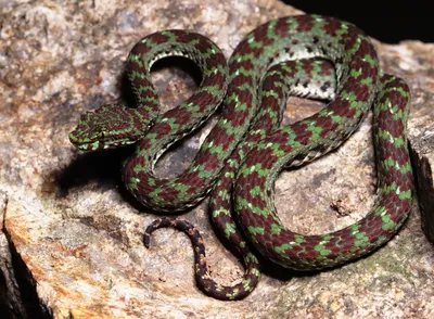Биологи открыли новый вид ядовитых змей с «ресничками» в Таиланде
