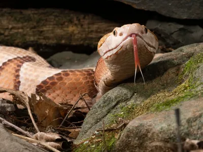 Змея, сидящая на земле с открытой пастью | Премиум Фото