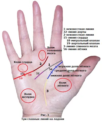 Хиромантия: гадание по линиям на руке с разъяснениями и фото