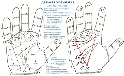 Линия жизни на руке: что означает и как правильно прочесть