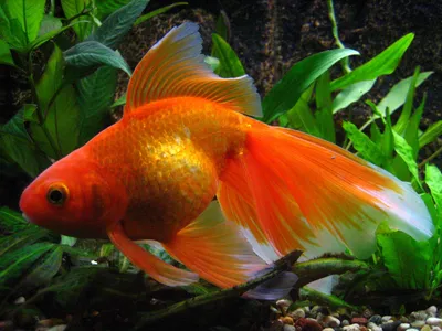 Плакат Империя поздравлений Золотая рыбка купить по цене 188 ₽ в  интернет-магазине Детский мир