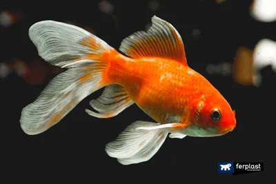 Карась золотая рыбка 10-12 см.
