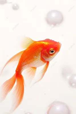 Парковая фигура Золотая рыбка, стеклопластик, 74 см. купить недорого, цены  от производителя 11 470 руб.