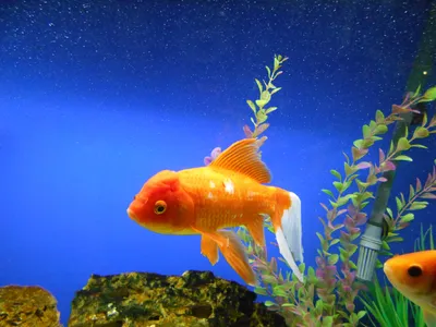 Логотип Золотой Рыбки Изолированная Золотая Рыбка На Белом Фоне — стоковая  векторная графика и другие изображения на тему Золотая рыбка - iStock