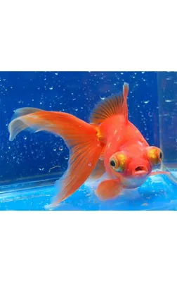 Золотая рыбка Рюкин (Ryukin Goldfish) | содержание, разведение