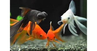 Как «золотые рыбки» уничтожают экологию | Катехизис и Катарсис | Дзен