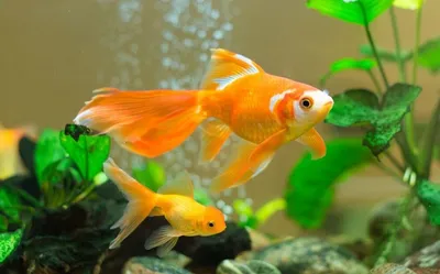 Золотые рыбки купить оптом и в розницу ᐈ labeo.com.ua ⋆ Спешите купить!