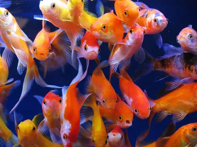 Золотые рыбки. Рассказываем о самой популярной рыбке в домашнем аквариуме!  | Скейпер.ру - аквариум, террариум, пруд | Дзен