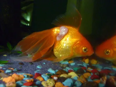 Гигантские золотые рыбки в Миннесоте угрожают экосистеме