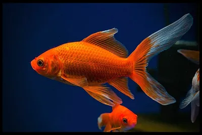 Золотые рыбки. Золотая рыбка живёт 40 лет и 22 топ других интересных фактов  о рыбке | Дневник подводного мира | Дзен