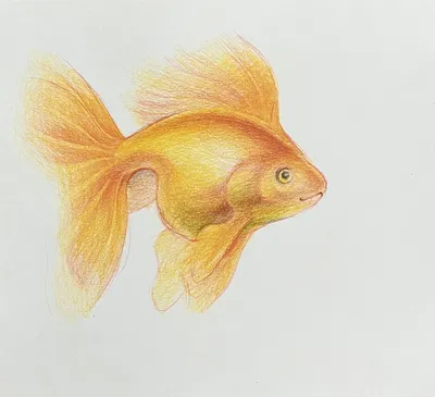Ученые разгадали, как золотые рыбки ориентируются в пространстве - АЗЕРТАДЖ