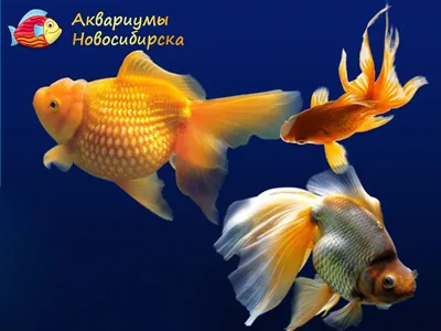 Золотые рыбки уход и содержание в аквариуме: виды, совместимость,  кормление, размножение, болезни.