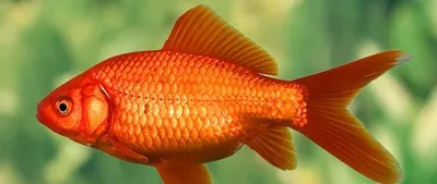 Золотые рыбки (Carassius auratus) | виды, описание, содержание